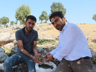 Mazı ihracatı köylüye gelir kapısı oldu