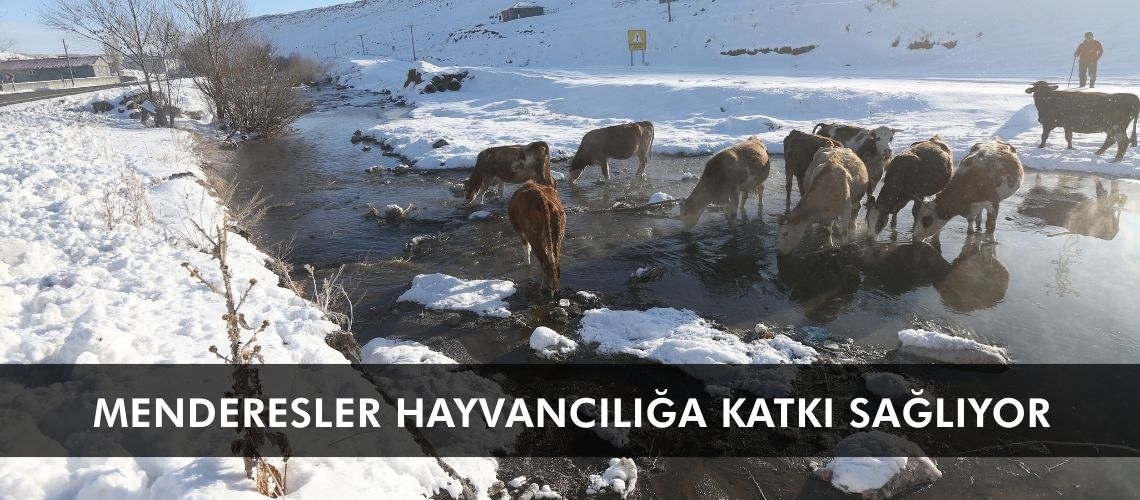 Menderesler hayvancılığa katkı sağlıyor
