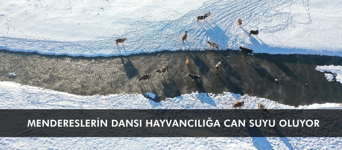 Mendereslerin dansı hayvancılığa can suyu oluyor