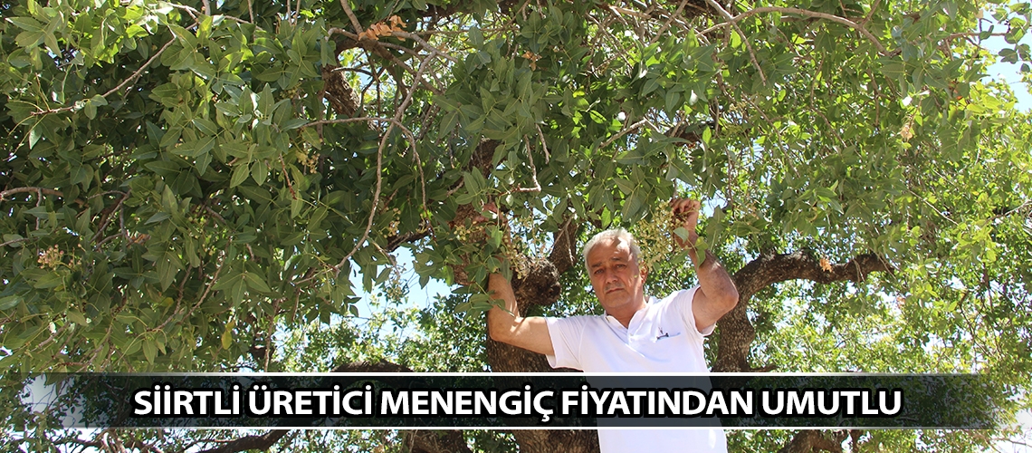 Siirtli üretici menengiç fiyatından umutlu