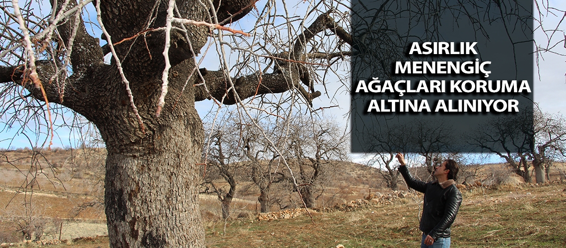 Asırlık menengiç ağaçları koruma altına alınıyor