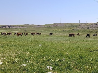 Çankırı'da mera ıslah seferberliği