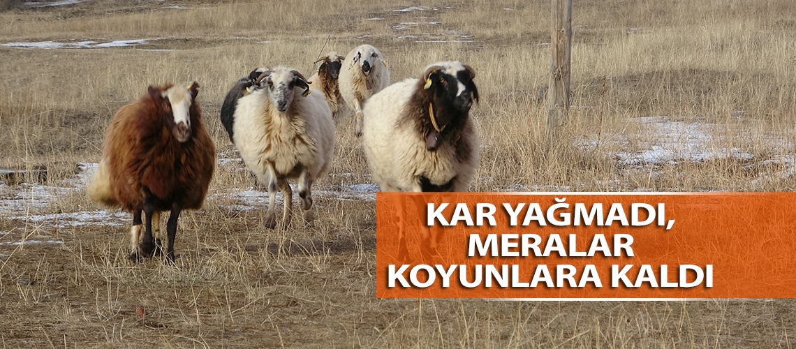 Kar yağmadı, meralar koyunlara kaldı