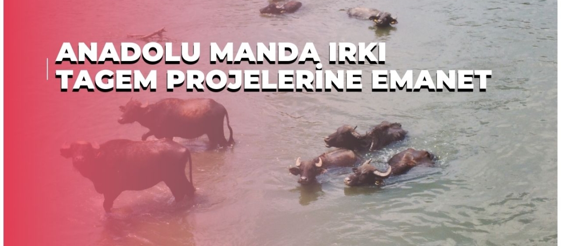 Anadolu manda ırkı TAGEM projelerine emanet