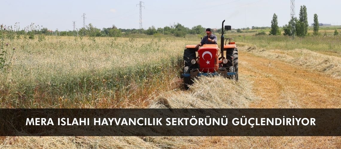 Mera ıslahı hayvancılık sektörünü güçlendiriyor