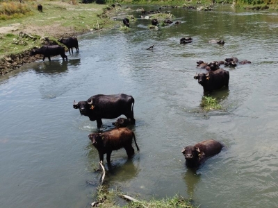 Anadolu manda ırkı TAGEM projelerine emanet