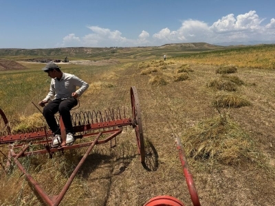 Yağışlar bereketlendirdi, hasat yüz güldürdü