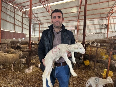 Safkan merinosları ülkenin dört bir yanına gönderiyorlar