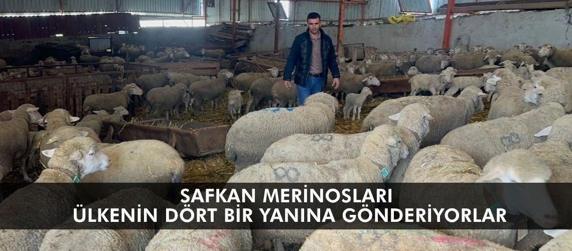 Safkan merinosları ülkenin dört bir yanına gönderiyorlar