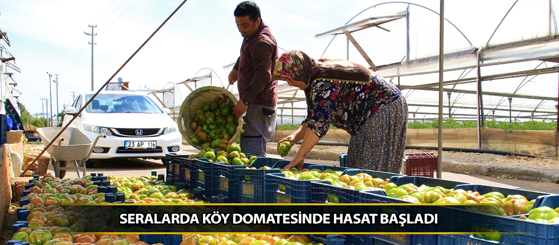 Seralarda köy domatesinde hasat başladı