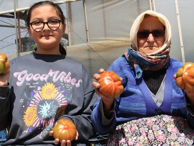 Seralarda köy domatesinde hasat başladı