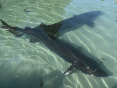 Trabzon'da mersin balığının korunması için çalışmalar sürüyor