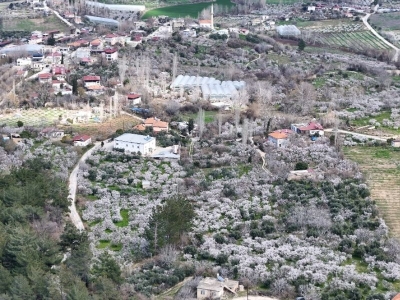 Erik ağaçları Mersin’i beyaza boyadı