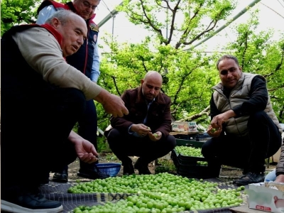 Yeşil erik Mut seralarından dünya pazarlarına gidiyor