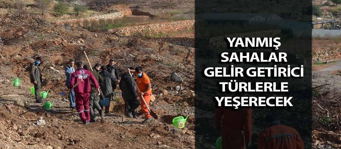 Yanmış sahalar gelir getirici türlerle yeşerecek