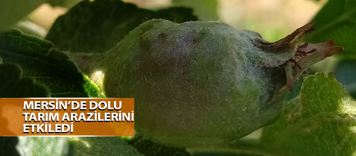 Mersin’de dolu tarım arazilerini etkiledi