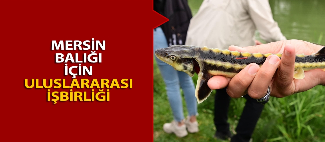 Mersin balığı için uluslararası işbirliği