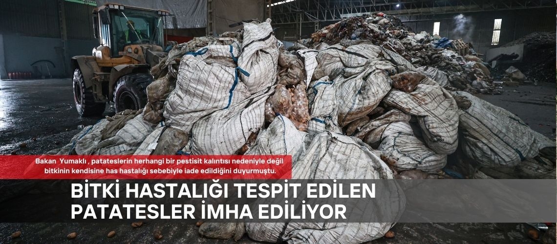 Bitki hastalığı tespit edilen patatesler imha ediliyor