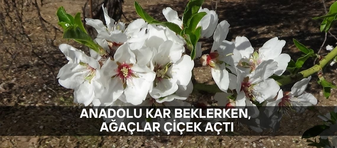 Anadolu kar beklerken, ağaçlar çiçek açtı