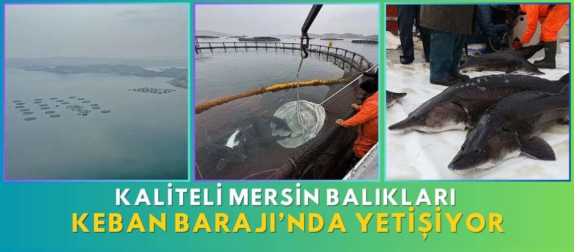 Kaliteli mersin balıkları Keban Barajı’nda yetişiyor
