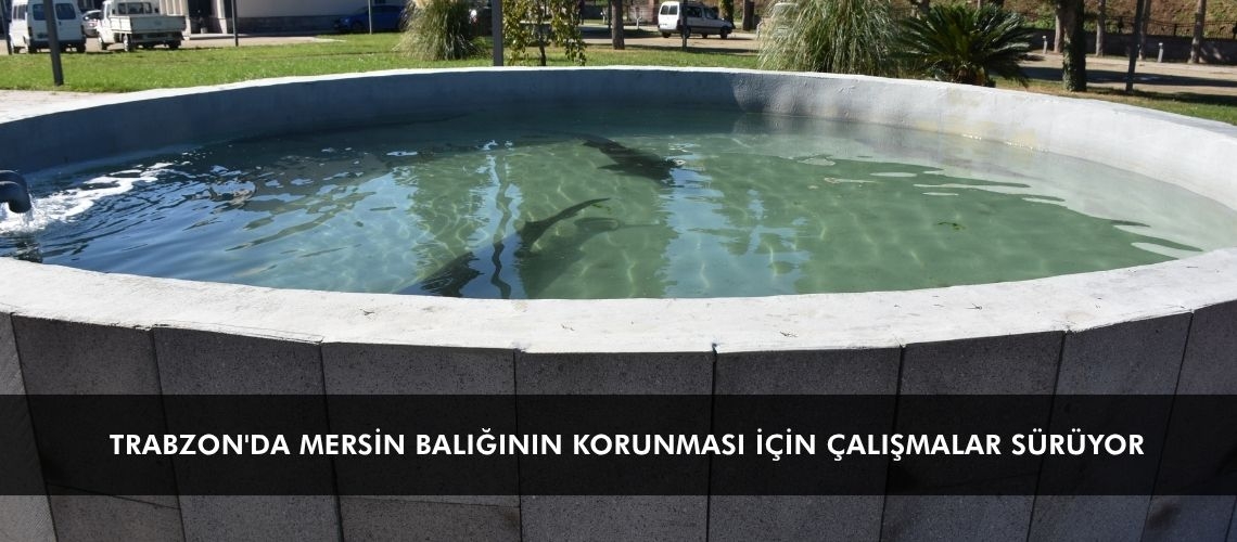 Trabzon'da mersin balığının korunması için çalışmalar sürüyor