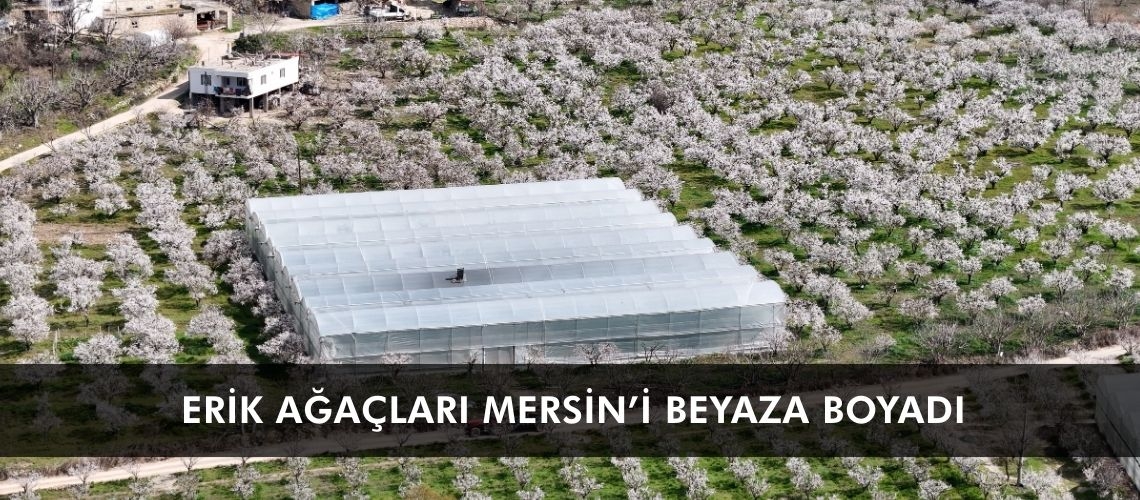 Erik ağaçları Mersin’i beyaza boyadı