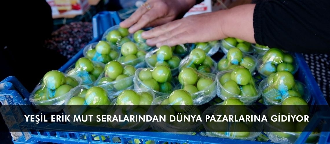 Yeşil erik Mut seralarından dünya pazarlarına gidiyor