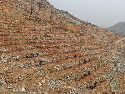 Yanmış sahalar gelir getirici türlerle yeşerecek