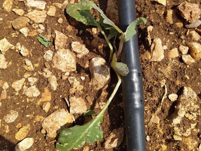 Mersin’de dolu tarım arazilerini etkiledi