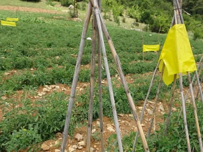 Zararlılarla biyoteknik mücadele yaygınlaşıyor