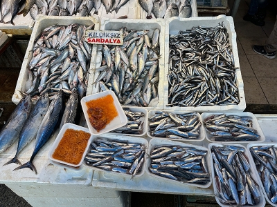 Mersin’de sardalya ve hamsi bolluğu