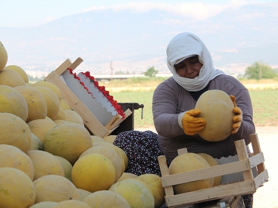 Mut ilçesinde kavun hasadına başlandı.
