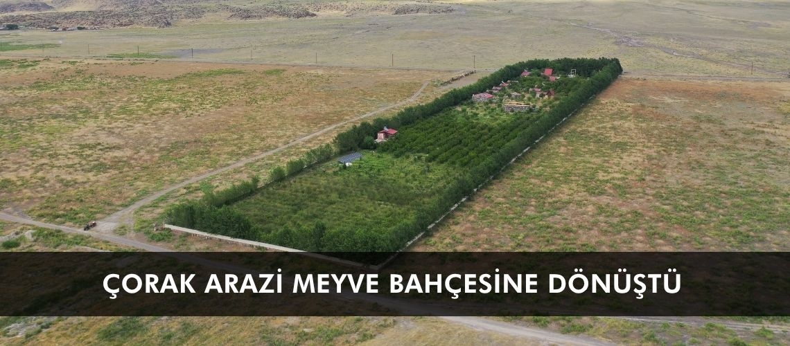 Çorak arazi meyve bahçesine dönüştü