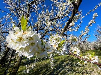 Meyve çiçekleri doğayı renklendirdi