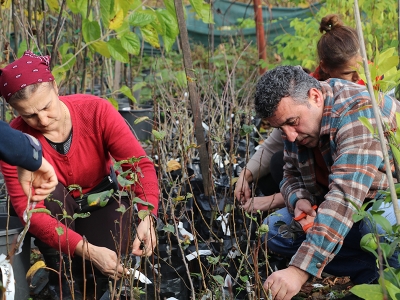Meyve aşılarına kadın dokunuşu