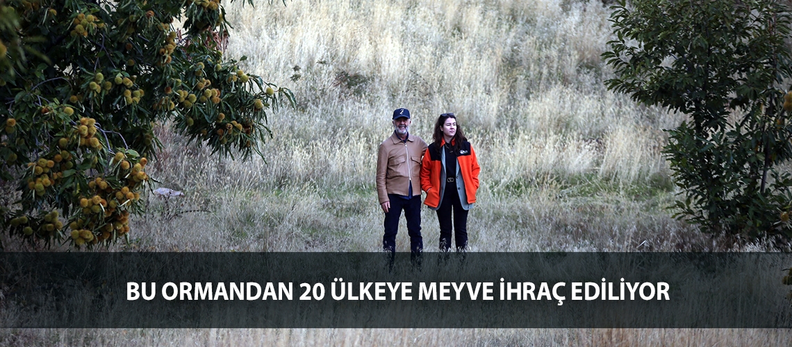 Bu ormandan 20 ülkeye meyve ihraç ediliyor