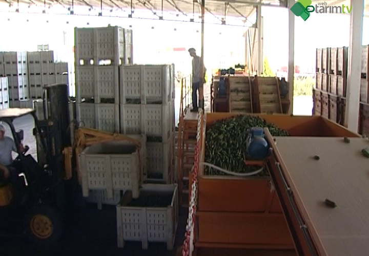 Meyve ve Sebzelerin Konserve Yapılarak Muhafaza Edilmesi