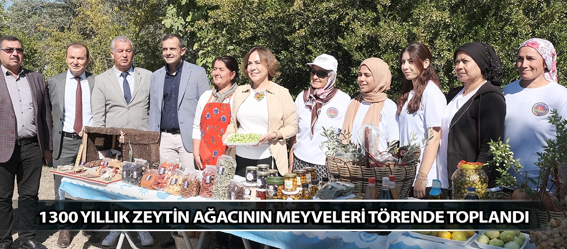 1300 yıllık zeytin ağacının meyveleri törende toplandı