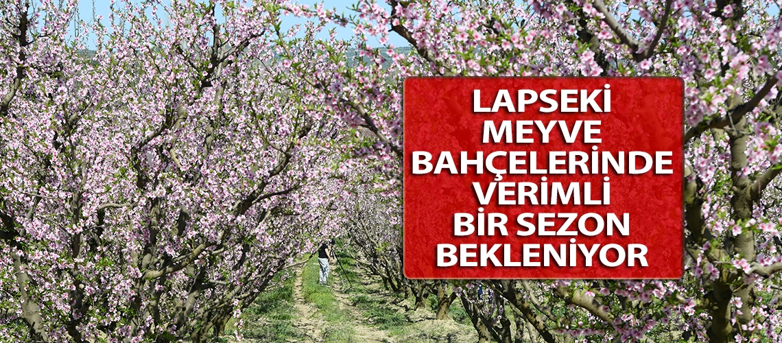 Lapseki meyve bahçelerinde verimli bir sezon bekleniyor