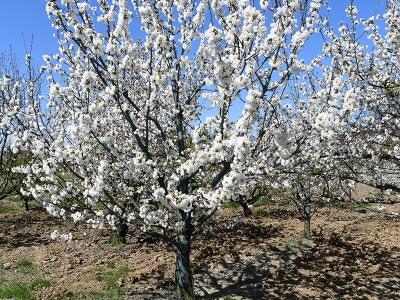 Lapseki meyve bahçelerinde verimli bir sezon bekleniyor