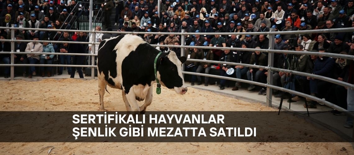 Sertifikalı hayvanlar şenlik gibi mezatta satıldı