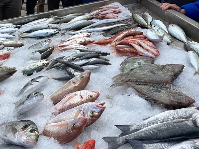 Balık mezadından AFAD'a 233 bin liralık bağış