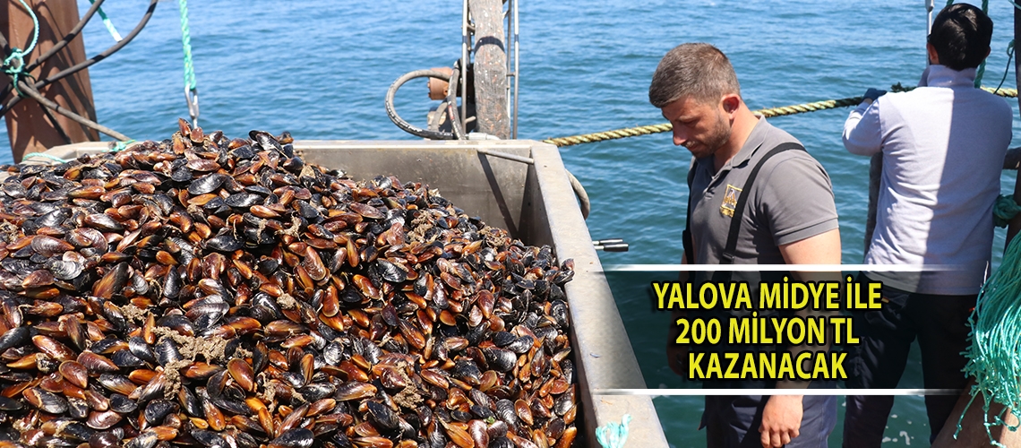 Yalova midye ile 200 milyon TL kazanacak
