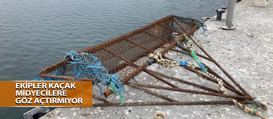 Ekipler kaçak midyecilere göz açtırmıyor