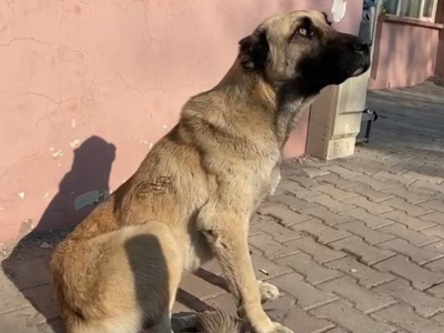 Kaybolan hayvanlar mikroçiple bulunacak