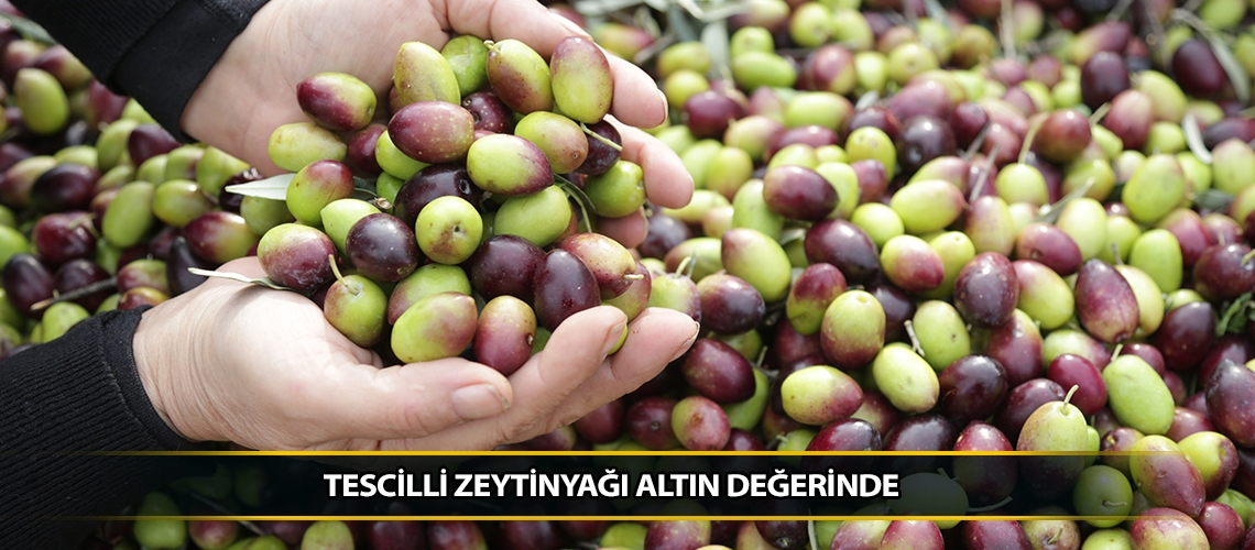 Tescilli zeytinyağı altın değerinde
