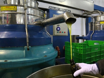 Tescilli zeytinyağı altın değerinde