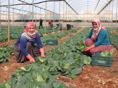 Lahana minik pazarı büyük