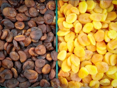 Dünyanın ağzı Malatya kayısısıyla tatlanıyor