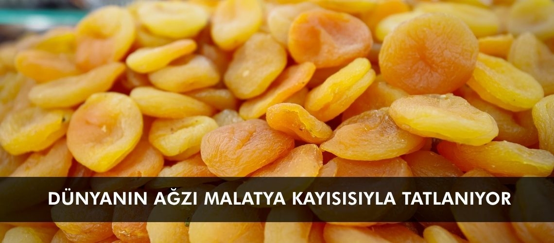 Dünyanın ağzı Malatya kayısısıyla tatlanıyor